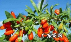 枸杞树喜欢酸性还是碱性土壤好 枸杞树喜欢酸性还是碱性土壤