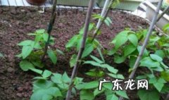 豇豆苗怎么种出来的 豇豆苗怎么种