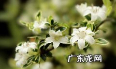 六月雪用什么盆好看 六月雪用什么盆好看又好养