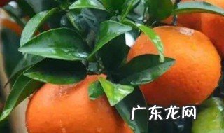 橘子要怎么种才能发芽 橘子要怎么种