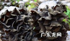 黑木耳用什么树种 黑木耳种植需要什么树种