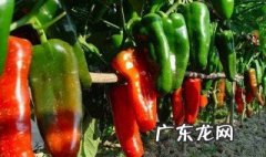 蹲苗简单方法 蹲苗简单方法视频教程