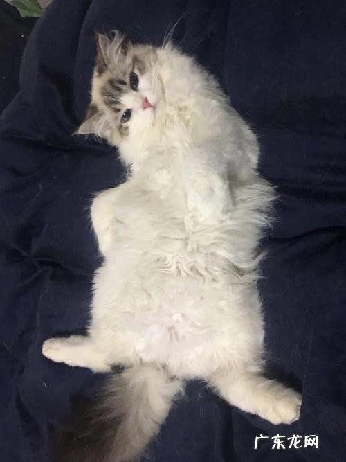 在京东可以买哪些宠物猫?10只猫9只贵,最便宜的一只要300元
