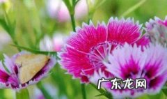石竹花能养多少年 石竹花能养多少年寿命