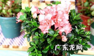 春鹃的养殖方法和注意事项 春鹃的养殖方法和注意事项有哪些