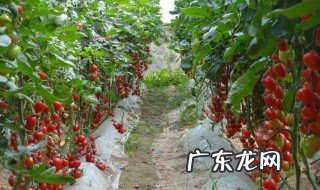 西红柿种子怎么种植 西红柿种子怎么种