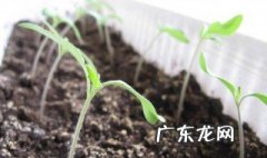 西红柿种子几天发芽浇水一次 西红柿种子几天发芽