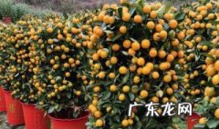 四季桔种植栽培管理技术 四季桔种植养护技巧