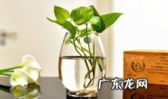 水培绿萝需要剪根吗 水培绿萝要剪根吗