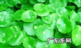 金钱草怎么养长的好 金钱草怎么养长得快