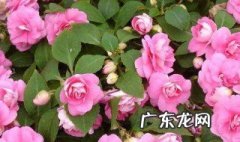 垂吊天竺葵的养殖方法及注意事项图片 垂吊天竺葵的养殖方法及注意事项