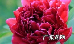 芍药花什么时候种植什么时候开花 芍药花什么时候种植