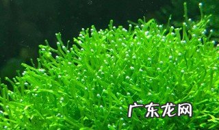 鹿角苔怎么种 鹿角苔怎么种石头上