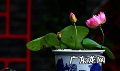 碗莲种藕用什么土种植 碗莲种藕用什么土种植最好