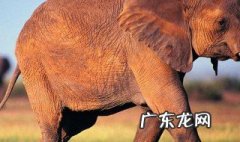 大象怀孕多久生小象宝宝 大象一般怀孕多久生下宝宝