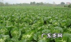 春包菜什么时候种植 春包菜什么时候种植最合适