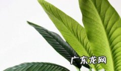 天堂鸟叶子为什么会开裂的原因 天堂鸟叶子为什么会开裂