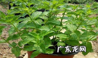 薄荷适合在怎么样的环境下生长 薄荷适合在怎么样的环境下生长呢