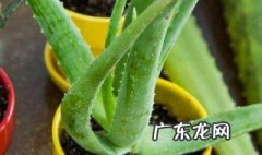 芦荟什么时候换盆 芦荟什么时候换盆,怎么处理