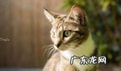 佛罗里达猫什么梗