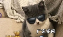 猫是群居动物还是独居动物 大熊猫是群居动物还是独居动物