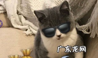 猫是群居动物还是独居动物 大熊猫是群居动物还是独居动物