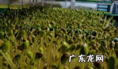 怎样用沙子生绿豆芽 沙生绿豆芽如何清洗
