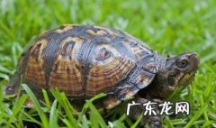 乌龟换皮有什么特征吗 乌龟换皮有什么特征