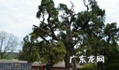 树龄多少年可以算做古树 树木多少年算古树