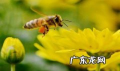 蜜蜂什么情况下会咬人 蜜蜂什么情况下才会蛰人