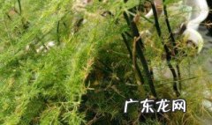 文竹长出长藤剪掉吗 文竹长出长藤剪掉吗视频