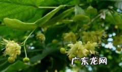 菩提树种在家好不好 菩提树家庭种好吗