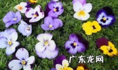 促进花发芽用什么肥 促进花发芽用什么肥料好