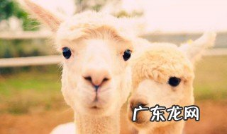羊驼是什么神兽 羊驼是哪里神兽