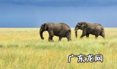 大象怀孕多久才生小象? 大像一般怀孕多久生下像宝宝