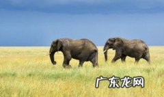 大象怀胎要多长时间生 大象怀胎要多长时间生产完