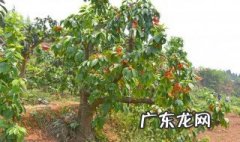 种樱桃需要什么土 种樱桃前的地怎么处理