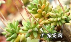 多肉在野外能生存吗 多肉野外养可以吗