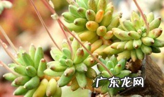 多肉在野外能生存吗 多肉野外养可以吗