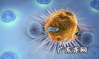 免疫力属于什么免疫 免疫力属于什么免疫细胞