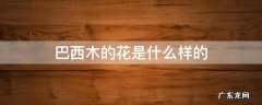 巴西木有几种花 巴西木的花是什么样的