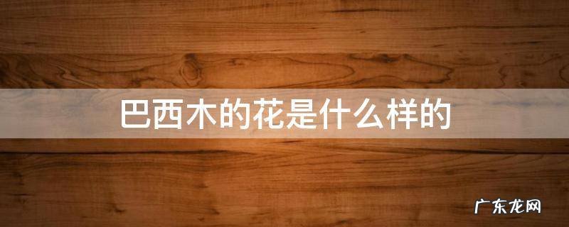 巴西木有几种花 巴西木的花是什么样的