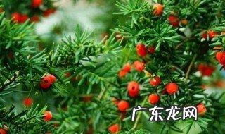 红豆杉的正确食用方法一天能喝多少 红豆杉的正确食用方法