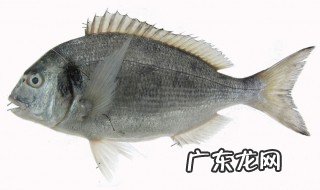鱿鱼怎么处理干净 鱼怎么处理干净