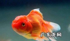 金鱼换水的正确方法 金鱼换水几天一次