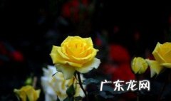 玫瑰和什么搭配好闻 玫瑰和什么搭配好