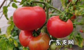 西红柿和什么搭配好吃 西红柿和什么搭配好