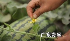 种西瓜怎么不被动物吃 种西瓜怎么不被动物吃呢