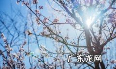 花中的四大君子是哪四种花呢 花中的四大君子是哪四种花呢图片
