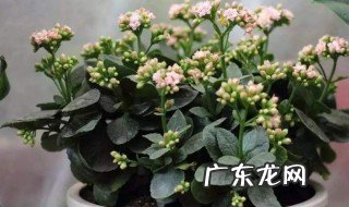 长寿花要每年扦插吗 长寿花要每年扦插花才茂盛吗